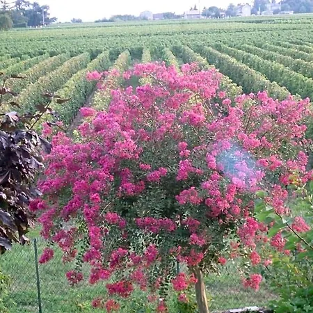 Le Clos Des Rosiers Frühstückspension