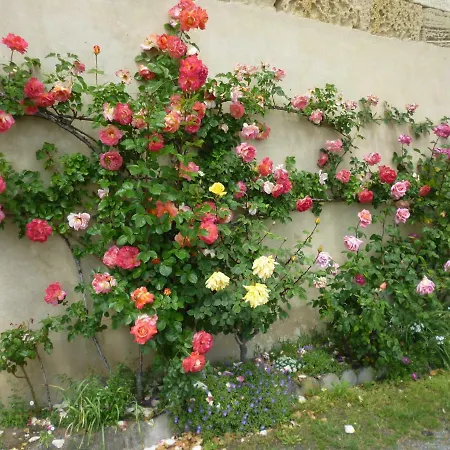 Le Clos Des Rosiers 3* サン・テミリオン