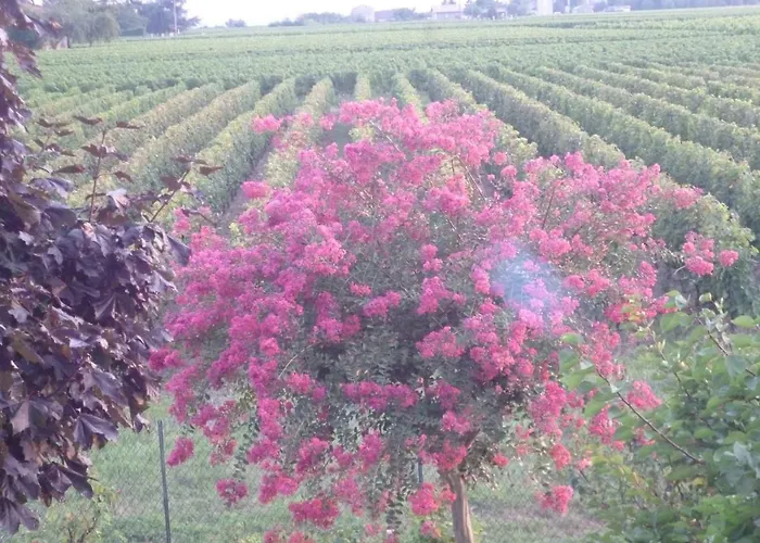 Le Clos Des Rosiers Bed & Breakfast Saint-Emilion